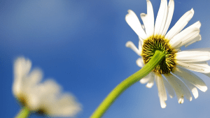 flower_focusyou_love